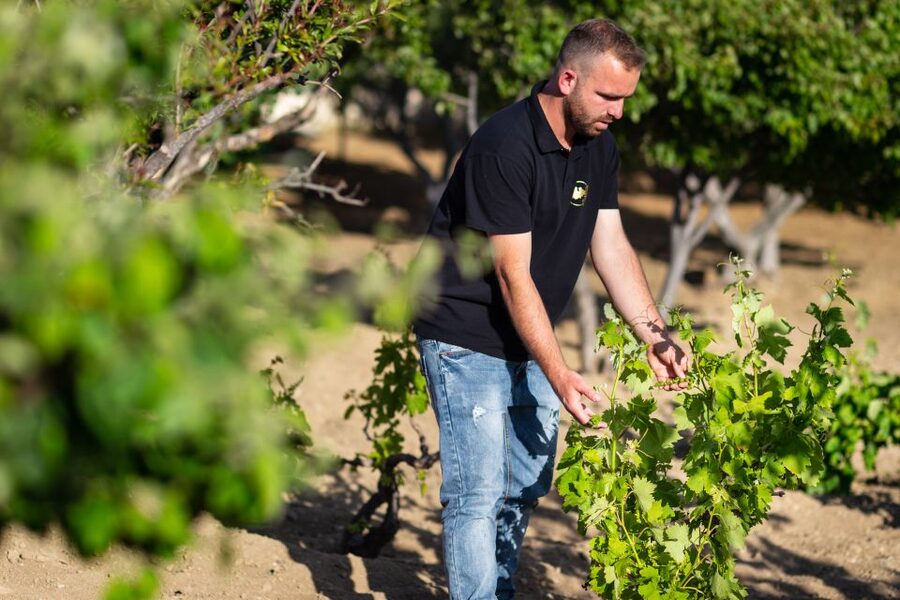 Mykonos: Winery Vineyard Experience with Food & Wine Tasting - Walking the Olive Grove First: Why This Matters in Mykonos