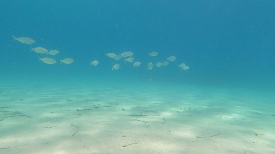 Naxos: Discover Scuba Diving on Agios Georgios Beach - Should you book this Naxos beginner scuba program?