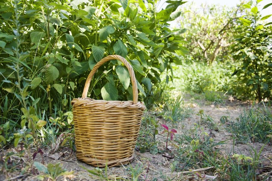Naxos: Half-Day Cooking Class at Basiliko Family Tavern - Getting to Basiliko Family Tavern From Naxos Town (Plan This Early)