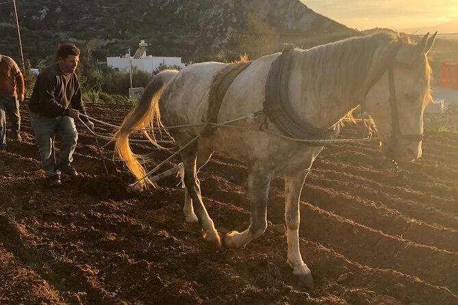 Naxos Perivoli Farm Experience & Wood-fire Cooking Class - Key things I’d circle before you book