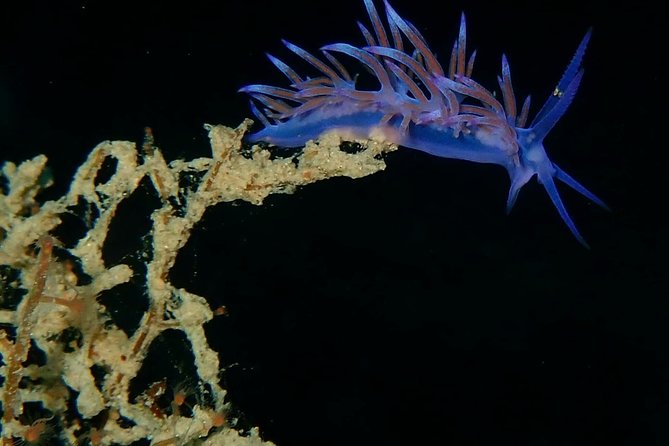 Nima Diving Center, Naxos, Greece - Key things to know before you go