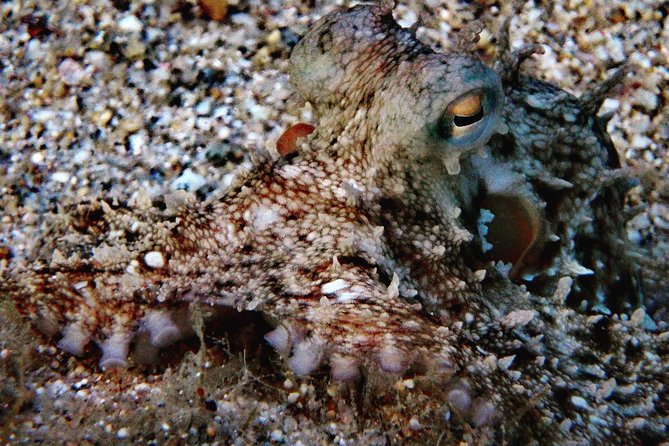 Nima Diving Center, Naxos, Greece - First Underwater Session on Naxos: What You Really Experience