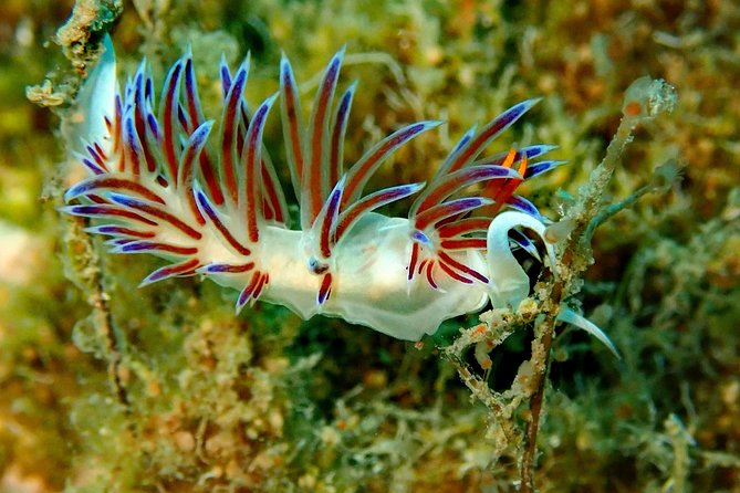 Nima Diving Center, Naxos, Greece - What Marine Life Feels Like on a Beginner Session