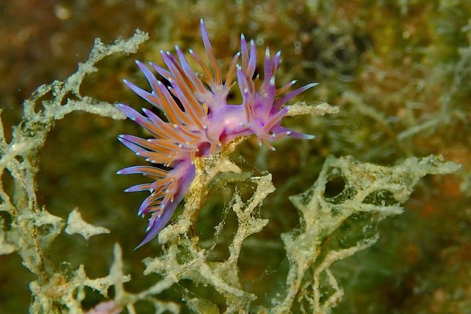 Nima Diving Center, Naxos, Greece - Your Photos and Video: Free Keepsake You Can Share