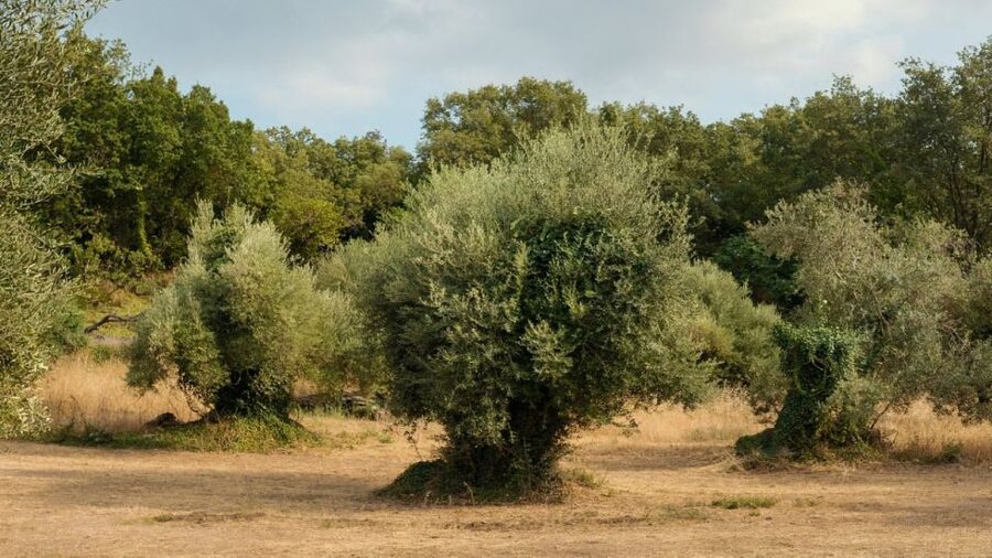 North Corfu: Olive Tour with Olive Oil Tasting and Mezze - Who This Tour Is Best For (and Who Might Prefer Something Else)