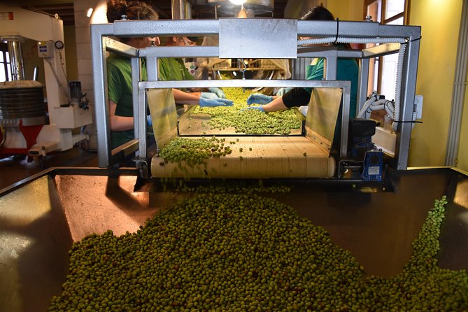 Olive Oil Tasting Tour - First cold pressed method, machines shown, and what that means in real life
