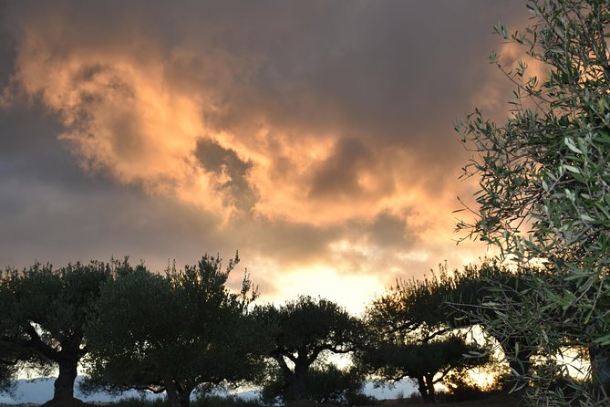 Olive Oil Tasting Tour - Cold extraction with a centrifuge, and why the comparison matters