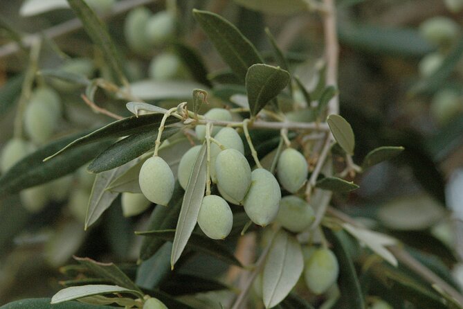 Olive Oil Tasting Tour - The tasting lineup: three EVOOs, flavored oils, sweet vinegar, and petimezi