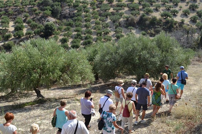 Olive Oil Tasting Tour - Price and value: what $19.36 buys you here