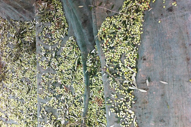 Olive Oil Tasting Tour - Arriving at the olive mill courtyard and what you cover first