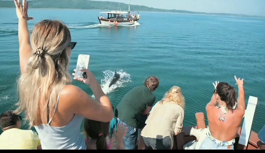 Preveza: Dolphin Watching Cruise with Lunch and Drinks - Price and logistics: where $70 per person feels fair