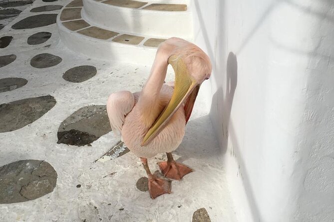 Private Tour: 4 Hours Mykonos Island Tour - Like a Local - Ftelia and the Private Church If It Is Open