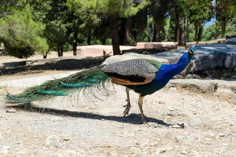 Rhodes: Butterfly Valley and Filerimos Hill Bus Trip - Key things that make this trip worth your time