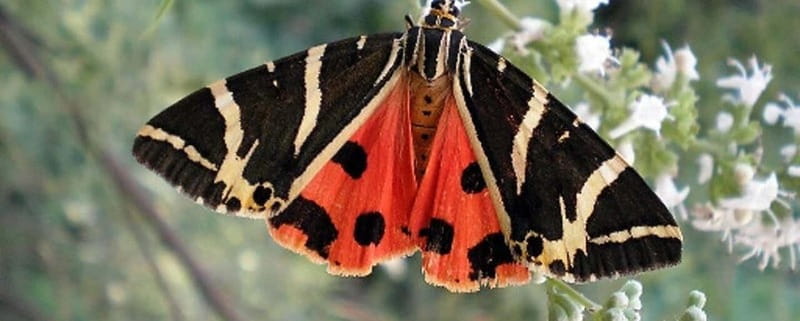Rhodes: Butterfly Valley and Filerimos Hill Bus Trip - Valley of the Butterflies walking: what to expect on the paths