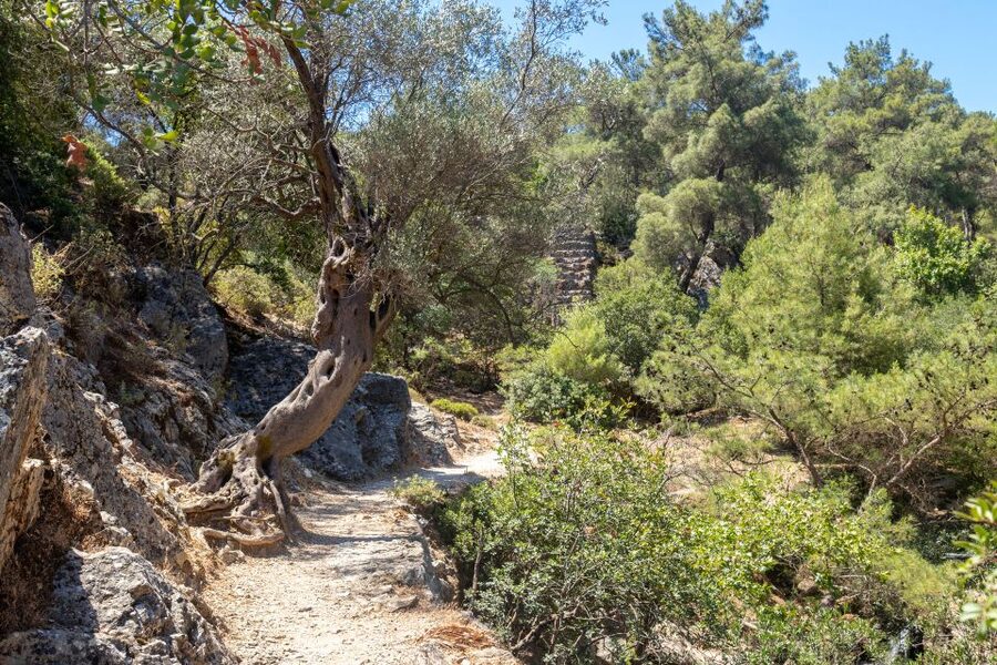 Rhodes: Butterfly Valley and Seven Springs Valley Day Trip - Timing on the day: why the day feels full but not rushed