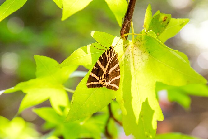Rhodes: Butterfly Valley & Seven Springs Nature Day Trip - Pace and Timing, Why It Feels Relaxing Even with Two Stops