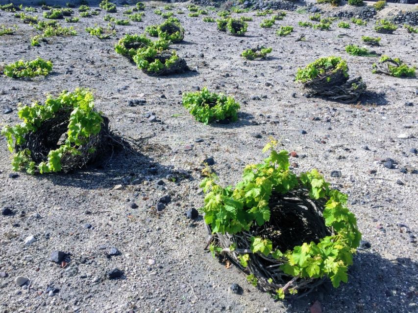 Santorini: Guided Tour to 3 Wineries with Wine Tastings - The flow: pickup in Thera, quick van rides, and time for real conversations