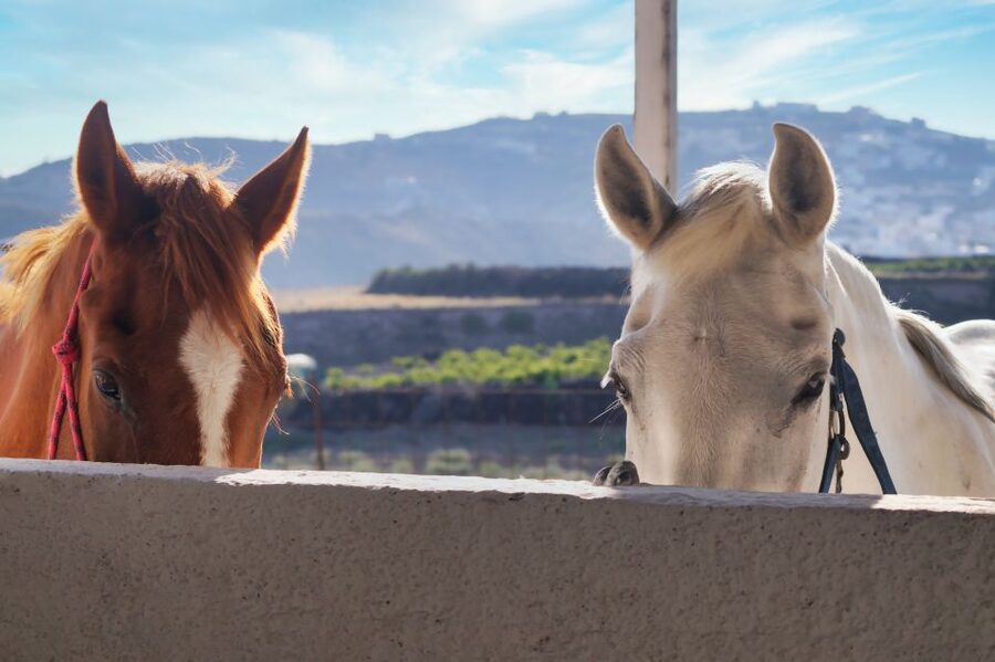 Santorini: Horseback Riding Tour on the Beach - How the Guides Make It Feel Safe (Even If You’re Nervous)
