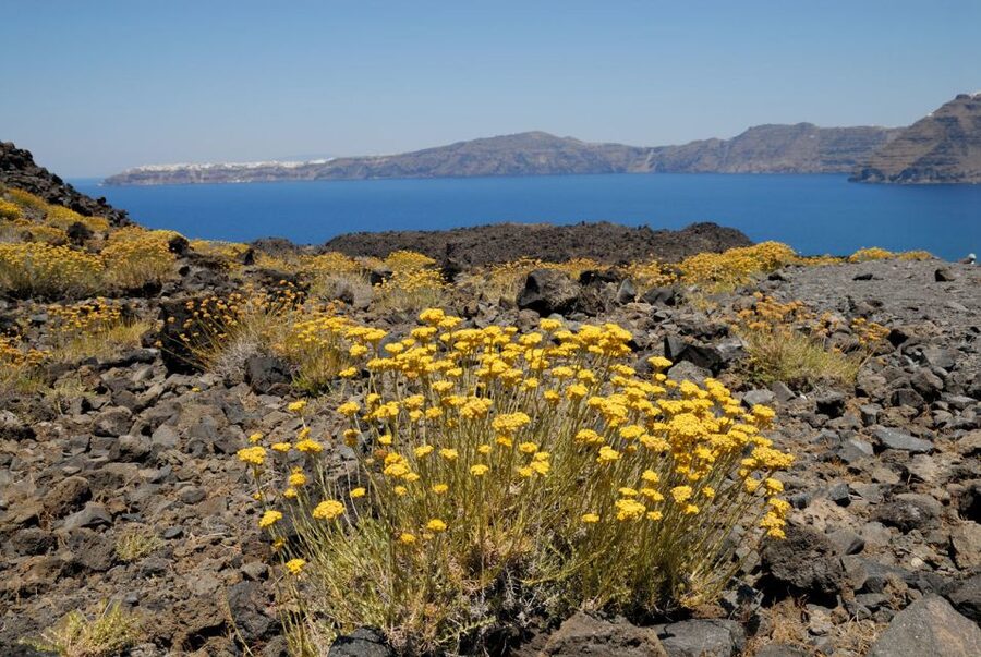 Santorini: Thirassia Islands and Volcano Guided Cruise - Should You Book This Santorini Thirassia and Volcano Cruise?