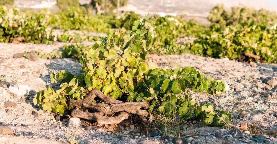 Santorini: Three Wineries and One Brewery Tour with Tastings - Transport, Timing, and Group Size: The Logistics That Make or Break a Day