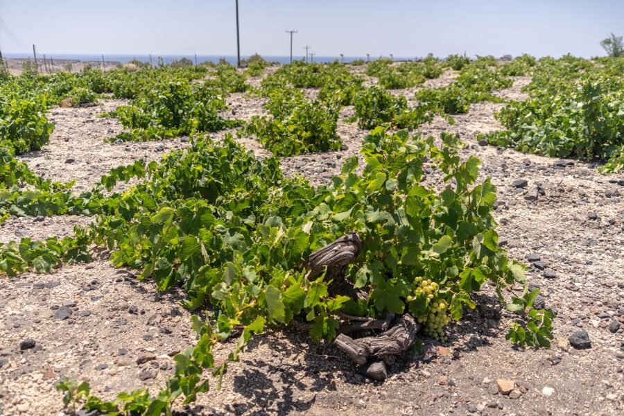 Santorini: Three Wineries and One Brewery Tour with Tastings - Price and Value: What You’re Really Paying For at $200