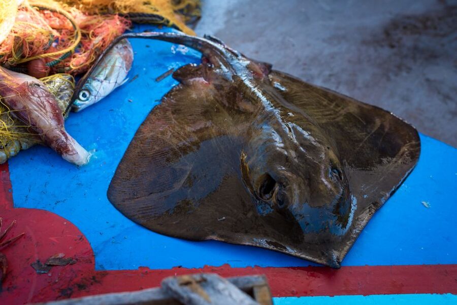 Santorini: Traditional Fishing Trip and Fresh Fish Lunch - Captain Anthi’s wooden boat and the morning fishing lesson