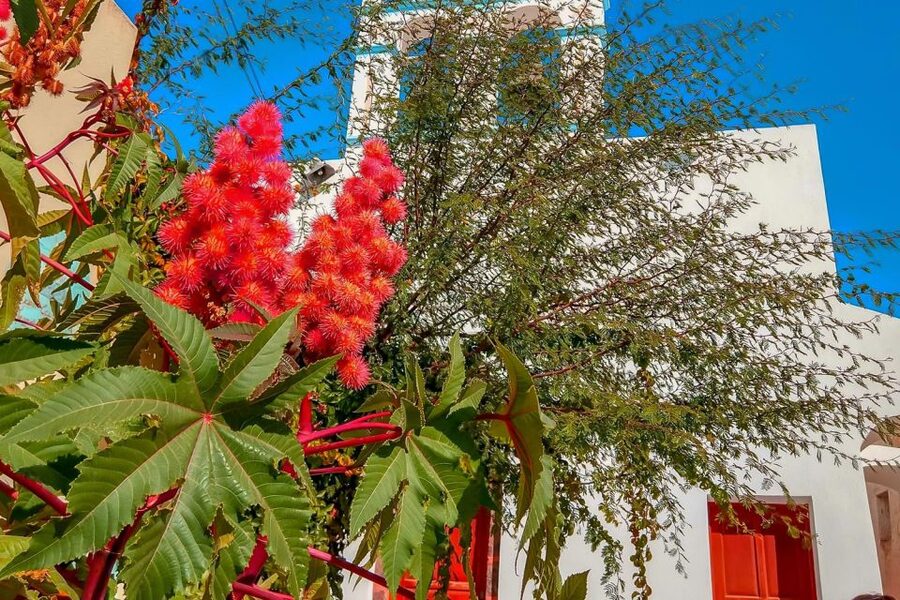 Santorini: Traditional Sightseeing Bus Tour with Oia Sunset - Oia sunset free time, where to set up and how not to miss your bus