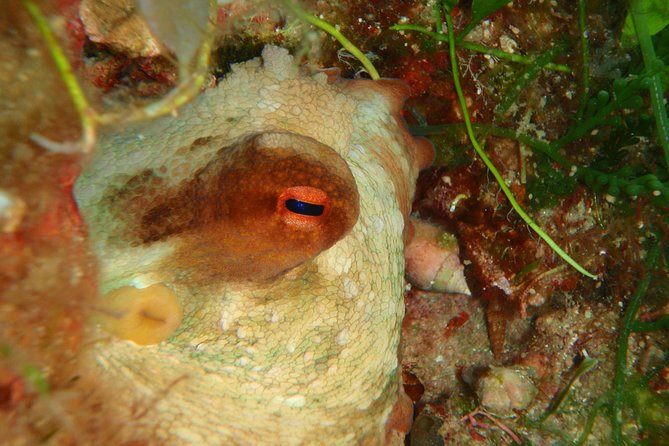 Scuba Diving in Naxos by Bluefindivers - Dive in Greece - Amazing Diving Spots - Gear and entry: why the included equipment is a vacation win