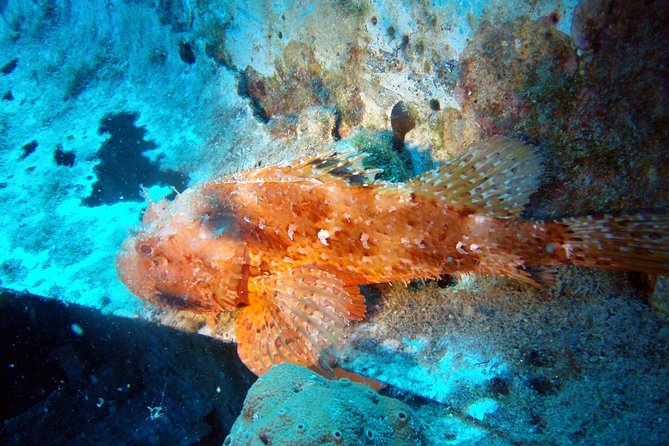 Scuba Diving in Naxos by Bluefindivers - Dive in Greece - Amazing Diving Spots - Who should book: families, true beginners, and first-time confidence builders
