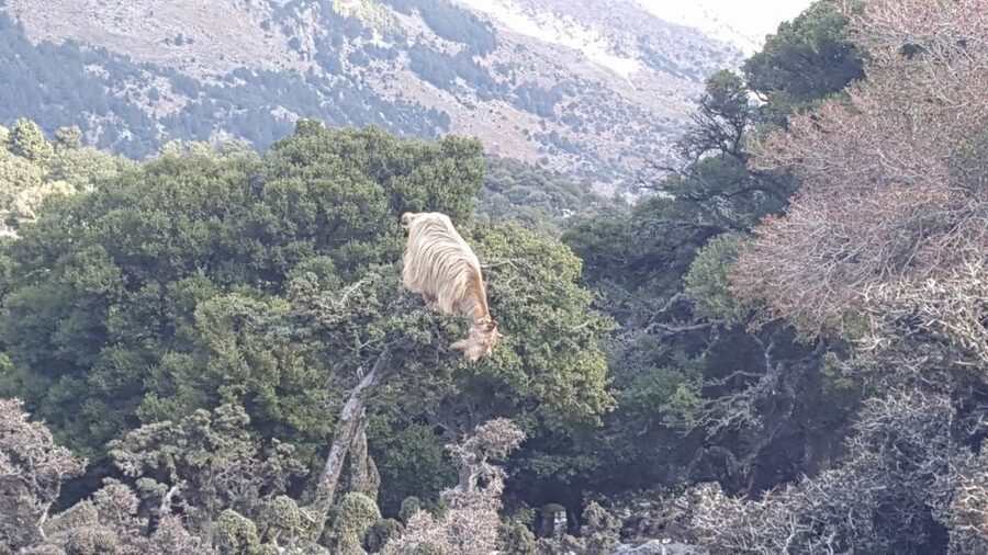 South Crete: Sarakinas Gorge Hike, Swim & Jeep Safari - Seat comfort and the guide factor, where reviews really agree