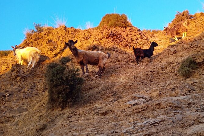 Sunset Jeep Tour in Crete - Ebassas Gorge Ascent and Herb Picking With Oregano, Thyme, and Sage
