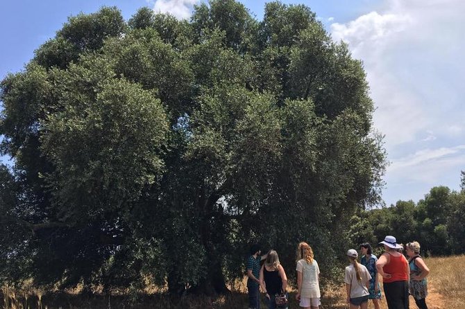 The Governor's Olive Mill Tour with Olive Oil Tasting - What Makes This Olive Oil Tour Worth Your Half Day