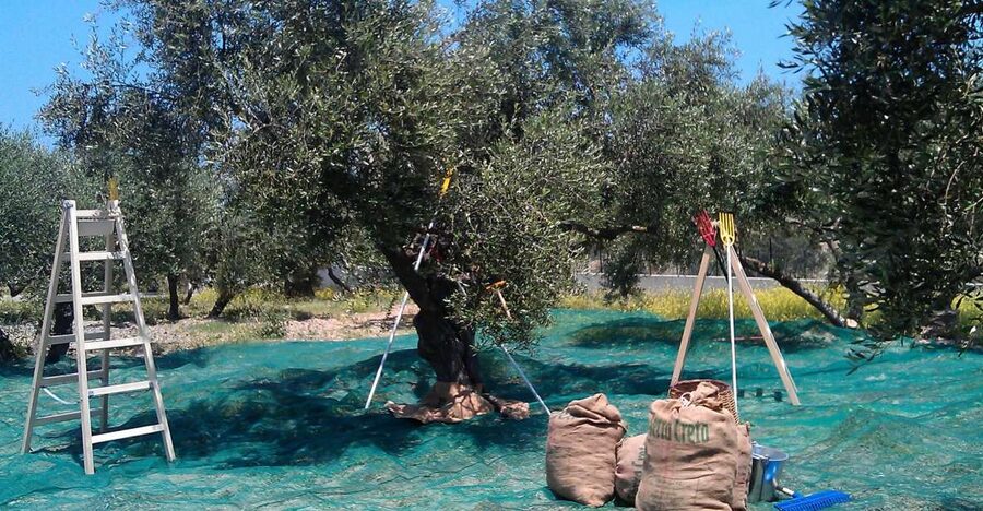 The Terra Creta Olive Oil Experience Tour - Key things I’d prioritize on this tour