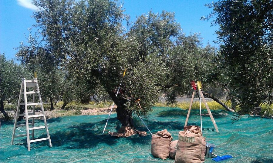 The Terra Creta Olive Oil Experience Tour - Price and value: why $11 feels fair for what you get
