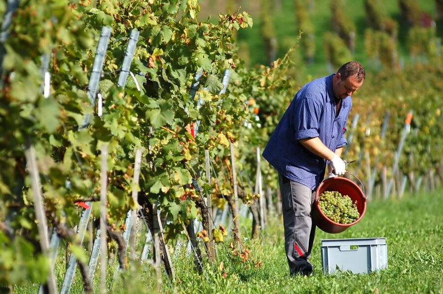 Vineyard Sips: Family Winery Tour & Gourmet Tasting in Corfu - The Cellar Tour: Production, Bottling, and Real Work