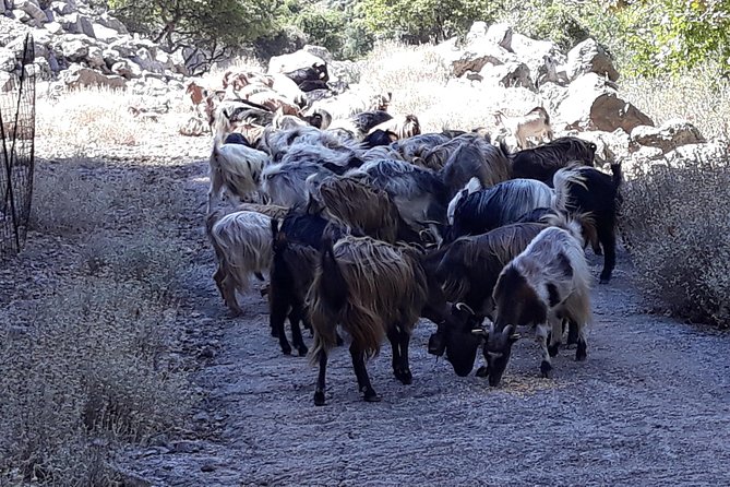 Wine & Olive Oil Tour with Lunch at Milia Mountain Retreat - The Chania Prefecture Driving Segments: Why You See More Than You Can Google