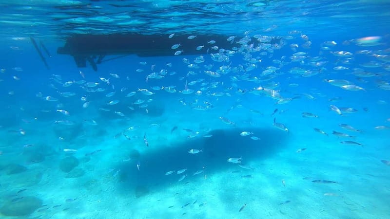 Zakynthos: Blue Caves and Navagio Bay Swim Cruise - Who should book this cruise, and who might want to think twice
