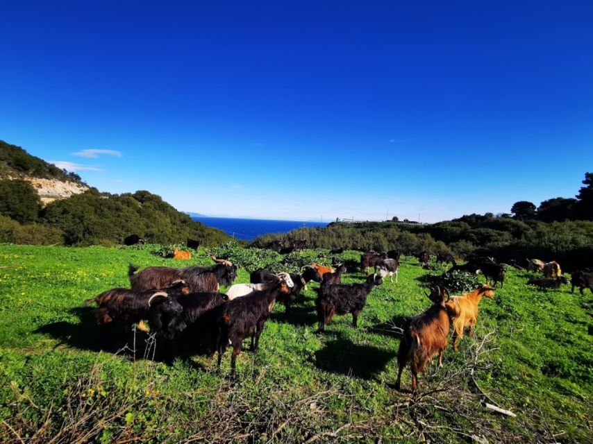 Zakynthos: early morning Shipwreck,Blue Caves and view point - Sfogio Beach break: a calmer pebbled shore for swimming