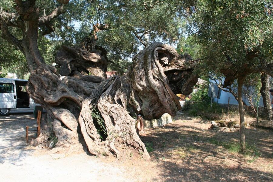 Zakynthos: Shipwreck Beach with Blue Caves Land & Sea Tour - Makris Gialos and the photo rhythm