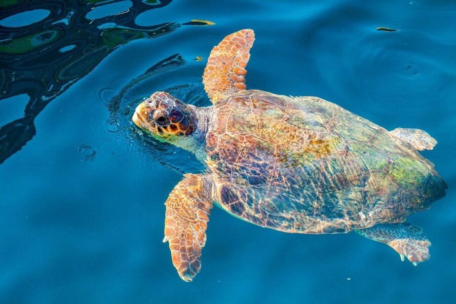 Zakynthos: Turtle Island & Keri Caves Glass-Bottom Boat Tour - Key highlights worth planning around