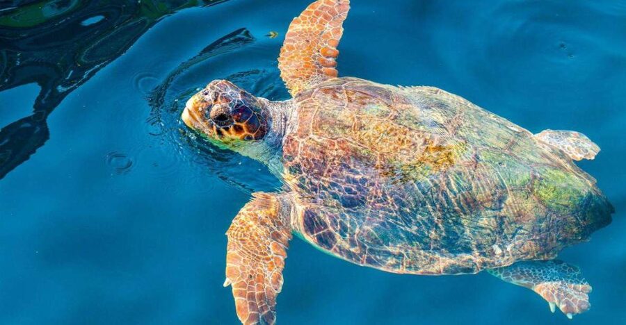 Zakynthos: Turtle Island & Keri Caves Glass-Bottom Boat Tour - What the crew style adds to your day (Captain Dennis and more)