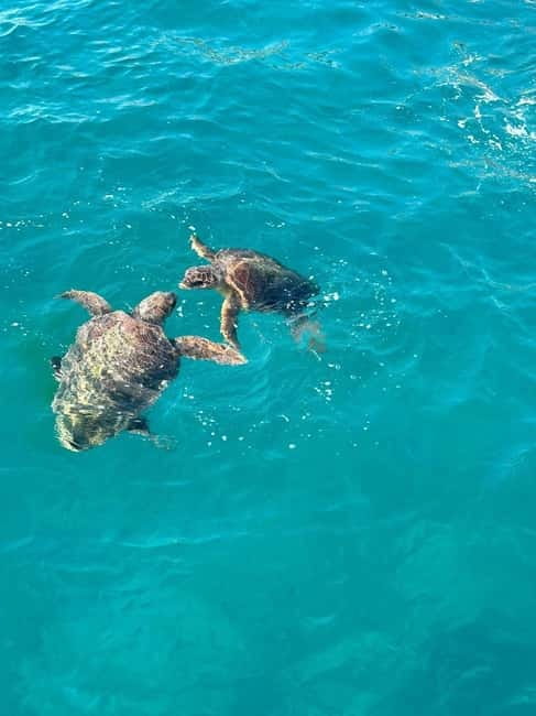 Zakynthos: Turtle Spotting Cruise with Glass-Bottom Boat - Turtle Spotting in Zakynthos National Marine Park, Why It Feels So Specific