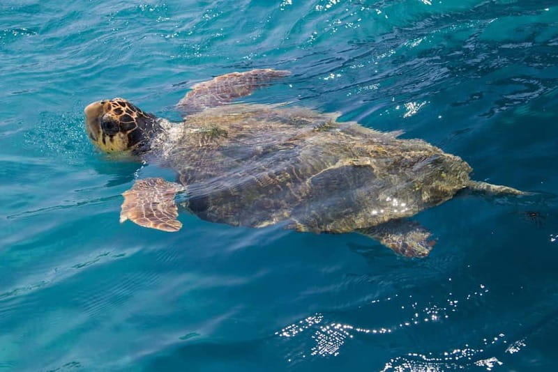 Zakynthos: Turtle Spotting Cruise with Glass-Bottom Boat - Laganas to Cameo Islet: Your First Look at Turtle Country