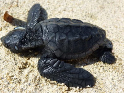 Turtle Spotting Cruise with Glass-Bottom Boat