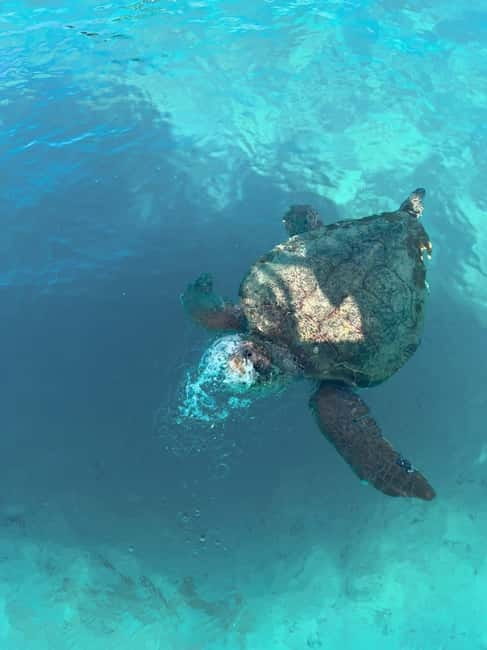 Zakynthos: Turtles, Marathonisi & Keri Caves Speedboat Tour - Speedboat Turtle Time in Zakynthos National Marine Park